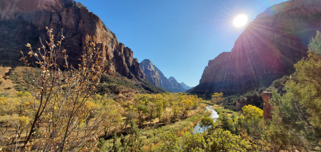 sunlight on the cottonwood trees Zion National Park