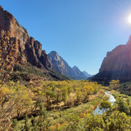 sunlight on the cottonwood trees Zion National Park