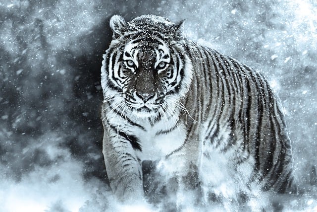 arttower-amur-tiger-6239027_640
