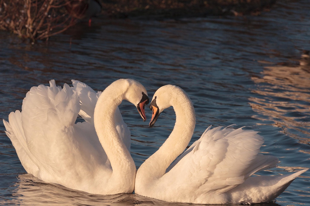 juliemimages-swans-2116649_1280