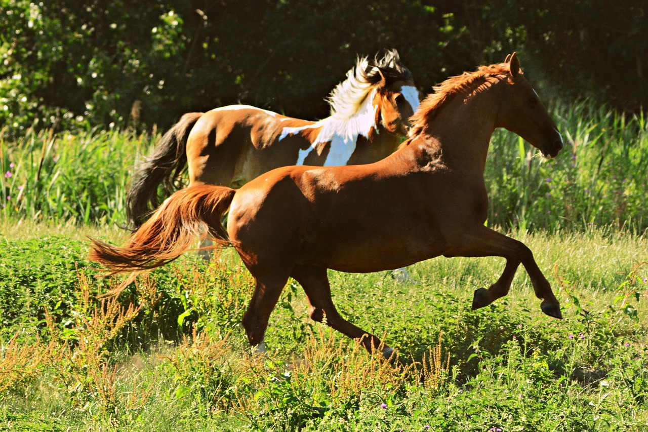 mabelamber-horse-4314345_1280