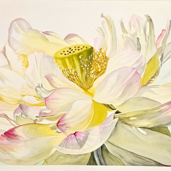 Open Lotus, mixed media painting of a fully opened lotus flower with cream, yellow, and pink petals and a golden center