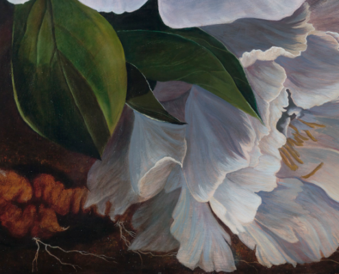 bottom_flower_roots_peonies_lifecycles