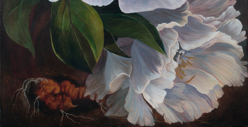 bottom_flower_roots_peonies_lifecycles