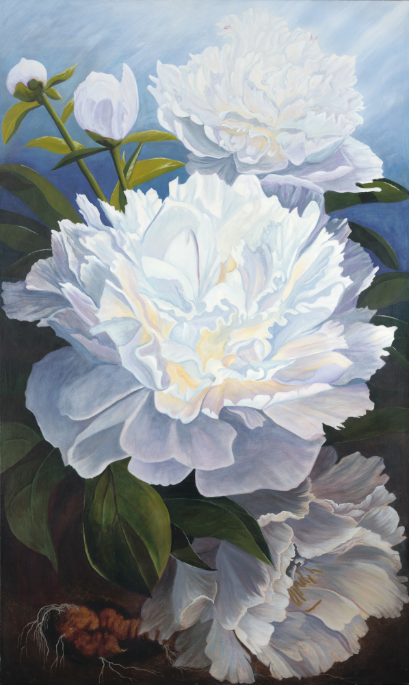 peonies_life_cycles_5X8_web Peonies - Lifecycles, an original painting showing peony flowers at the different stages of the cycle of transformations.
