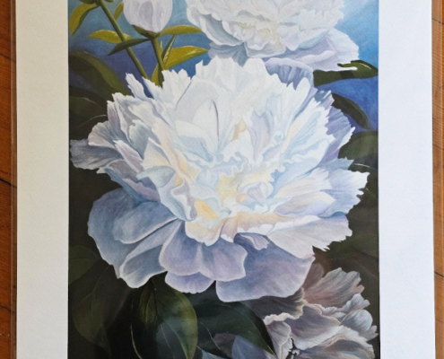 peonies_lifecycles_12x16_print_800x600 Peonies - Lifecycles 12 x 16 print