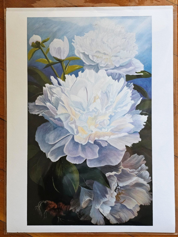 peonies_lifecycles_12x16_print_800x600 Peonies - Lifecycles 12 x 16 print